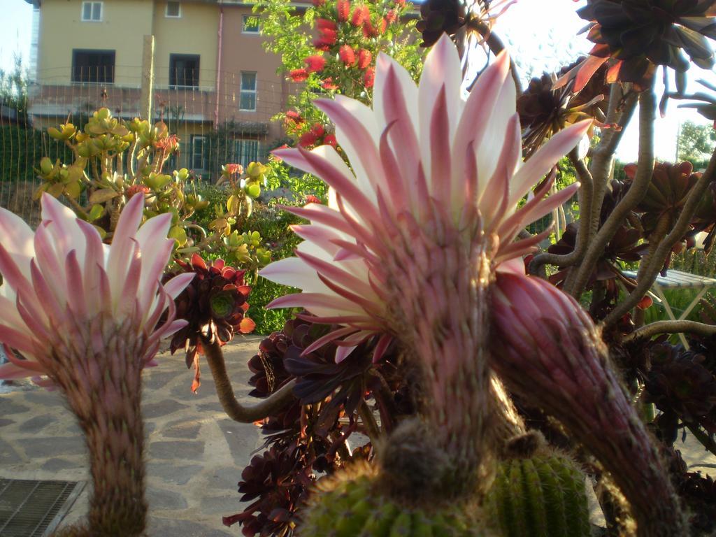 Il Giardino Di Emilio Panzió Marrùbiu Kültér fotó